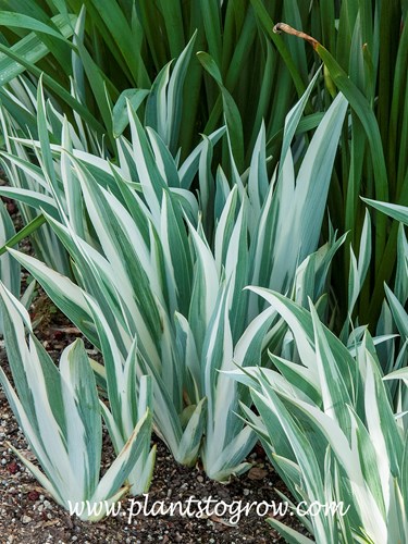 Dalmatian Iris (Iris pallida 'Variegata')